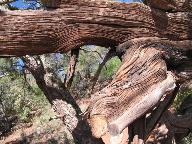 Colorado - Garden of the gods om formiddagen (billede 16)