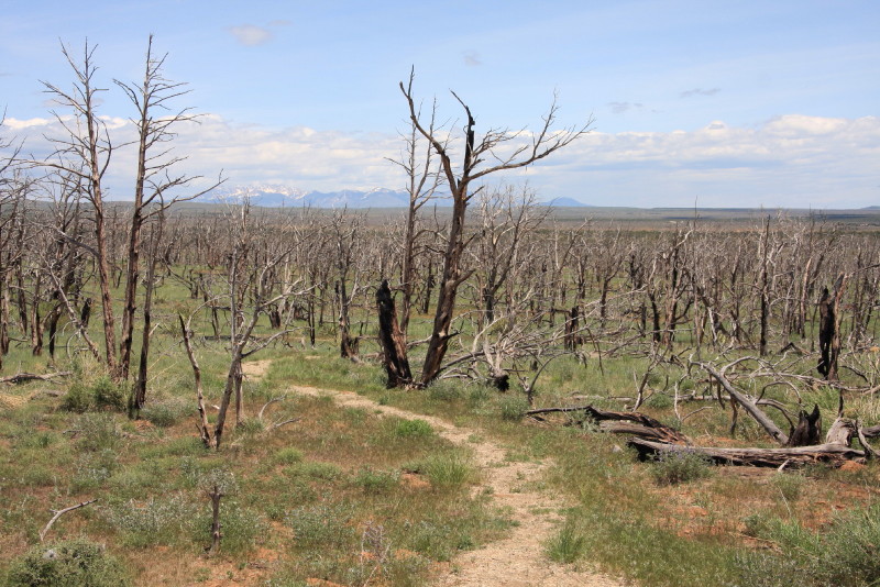 Mesa Verde National Park - Wetherill Mesa - Badger House Community (billede 01)